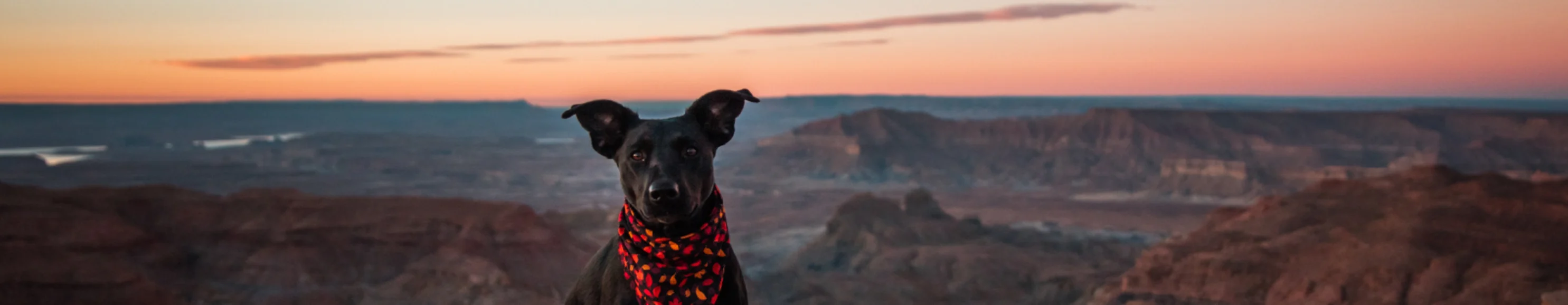 Dog sitting on edge of mesa overlooking canyons at dusk
